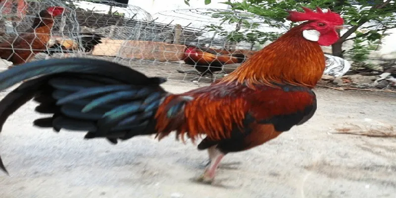 3 mẹo giúp anh em dễ dàng chiến thắng trong trận cược