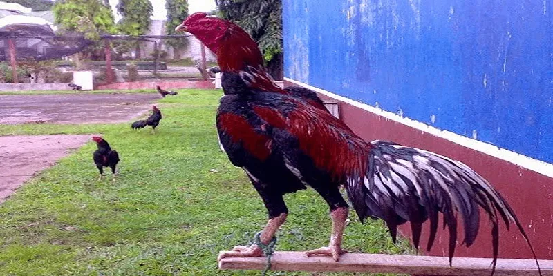 Bí kíp cá cược thắng mọi trận đá gà