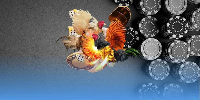 Những lỗi phổ biến trong thi đấu gà chọi