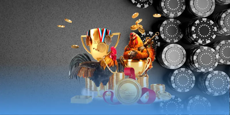 Các lỗi đá gà chọi xuất phát từ huấn luyện