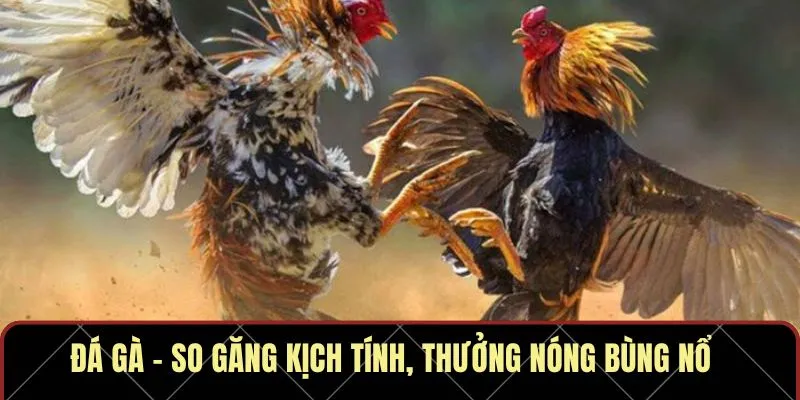 Đá gà – So găng kịch tính, thưởng nóng bùng nổ