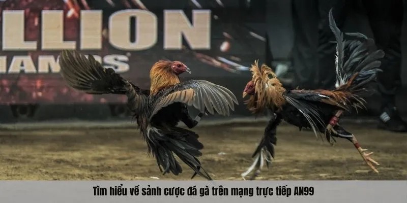 Tìm hiểu về sảnh cược đá gà trên mạng trực tiếp AN99