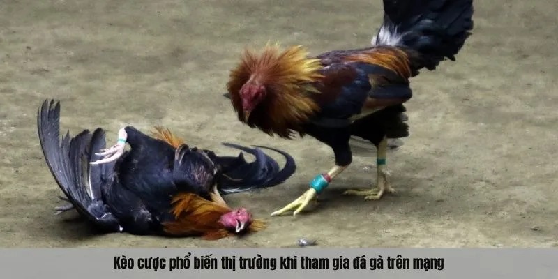 Kèo cược phổ biến thị trường khi tham gia đá gà trên mạng
