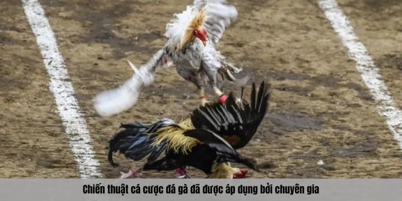 Chiến thuật cá cược đá gà đã được áp dụng bởi chuyên gia