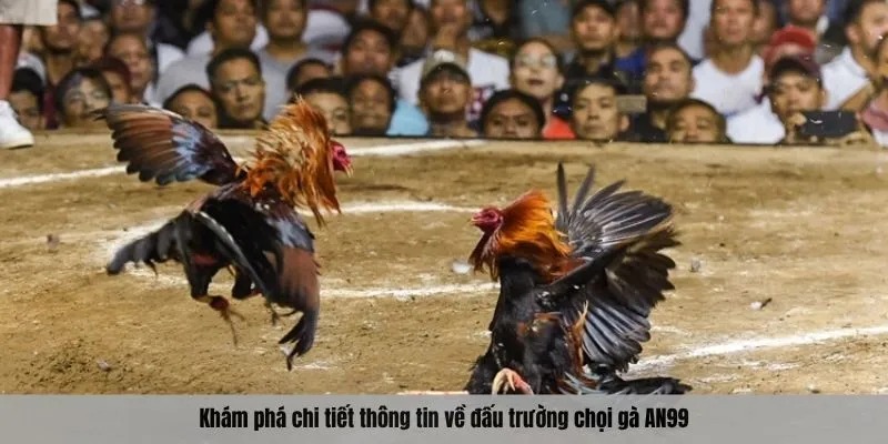 Khám phá chi tiết thông tin về đấu trường chọi gà AN99
