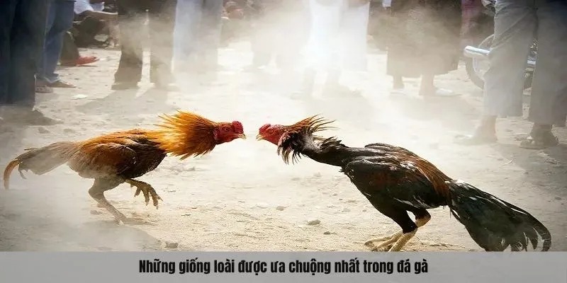 Những giống loài được ưa chuộng nhất trong đá gà