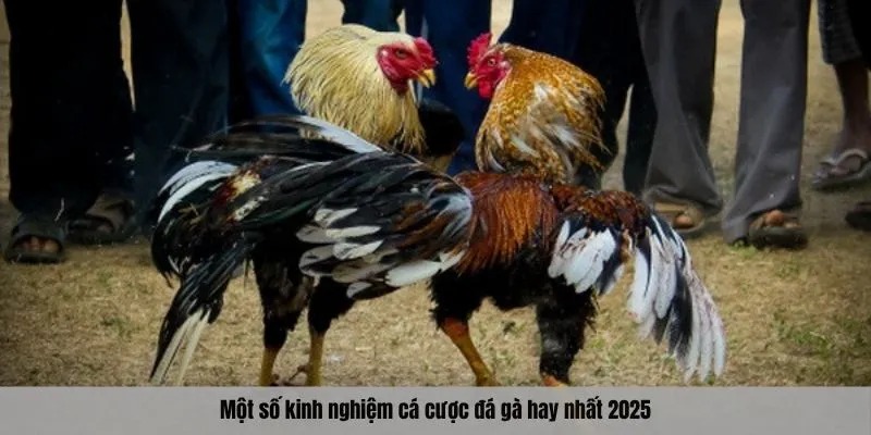 Một số kinh nghiệm cá cược đá gà hay nhất 2025