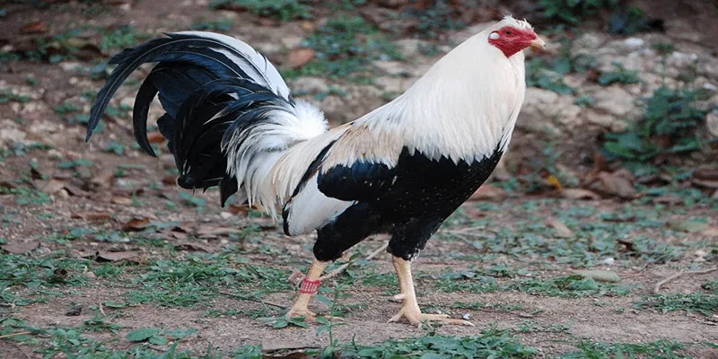 Giới thiệu về đá gà cựa sắt