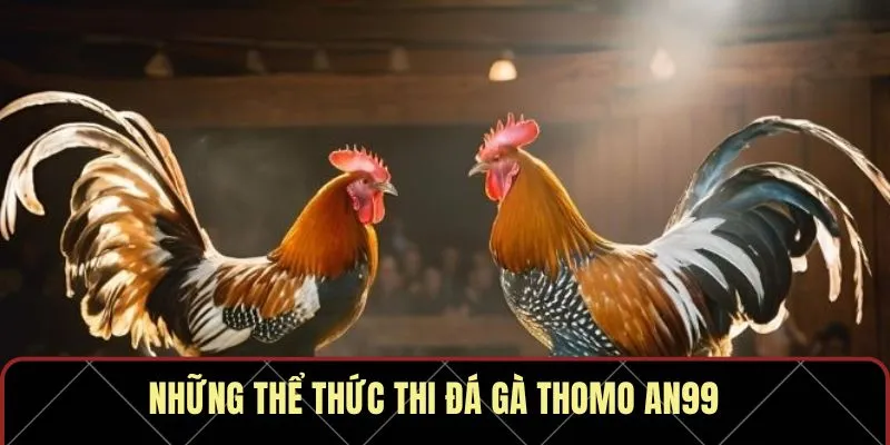 Những thể thức thi đá gà Thomo AN99