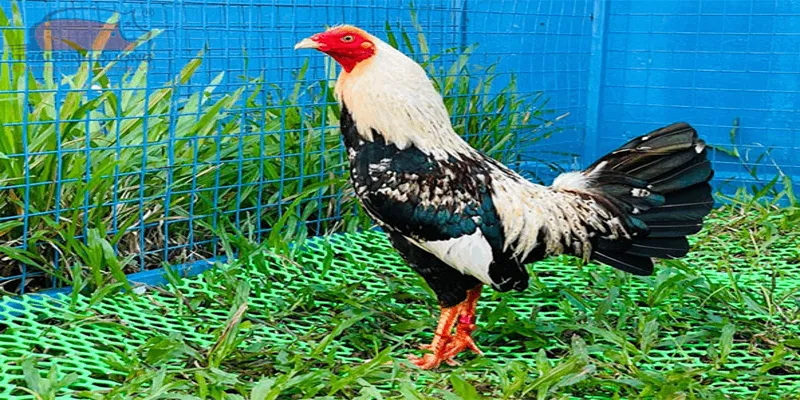 Ưu điểm chỉ có khi tham gia đá gà tại AN99